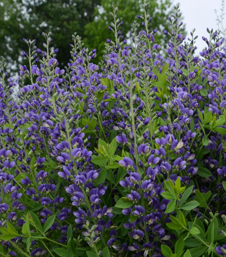 Baptisia x Decadence® Decadence® 'Blueberry Sundae'