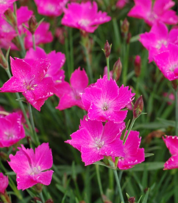 Dianthus x Sunflor® Kahori®