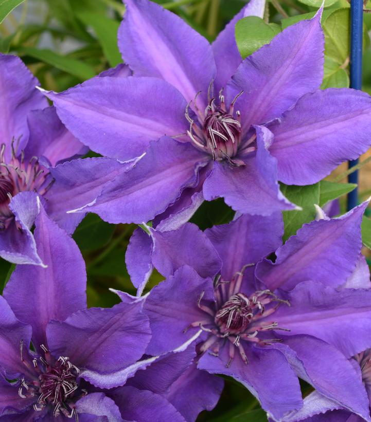 Clematis x Boulevard® Edda™