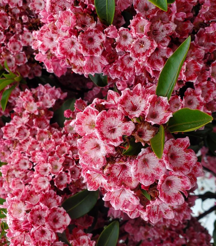 Kalmia latifolia Keepsake