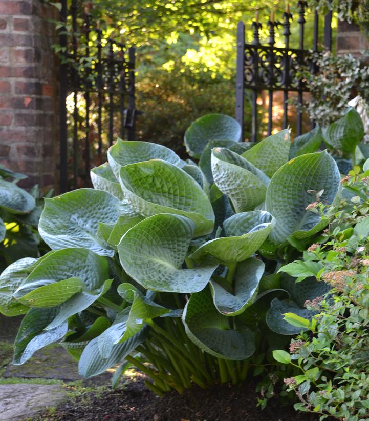 Hosta x 'Abiqua Drinking Gourd'