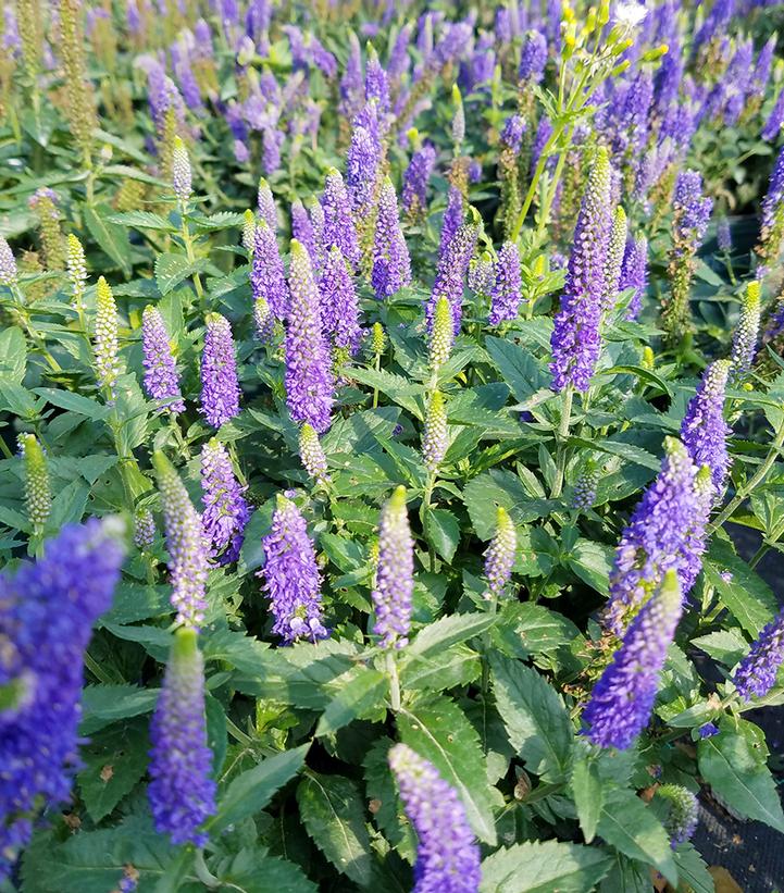 Veronica longifolia 'First Glory'
