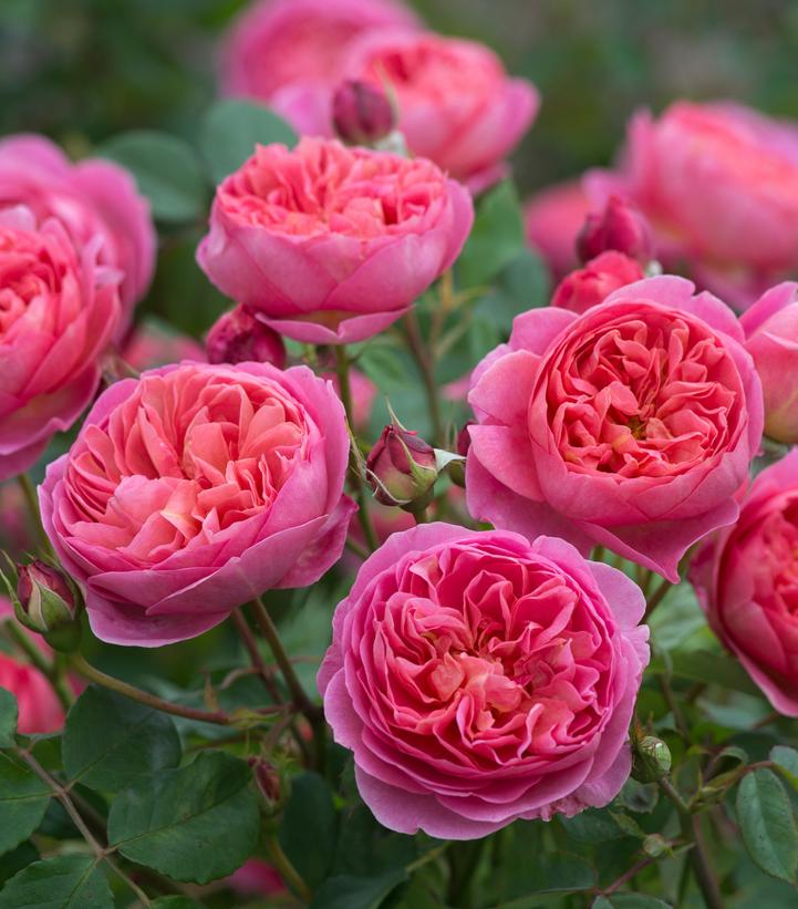 Rosa Boscobel