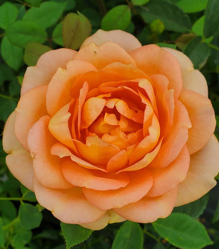 Rosa Lady of Shallot Lady of Shallot English Rose from Prides Corner Farms