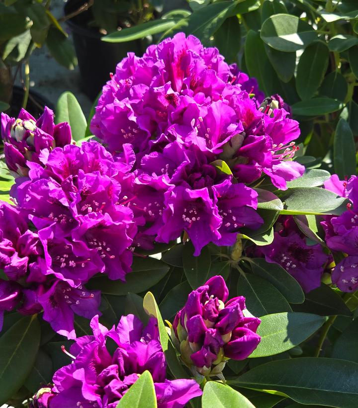 Rhododendron catawbiense 'Purpureum Elegans'