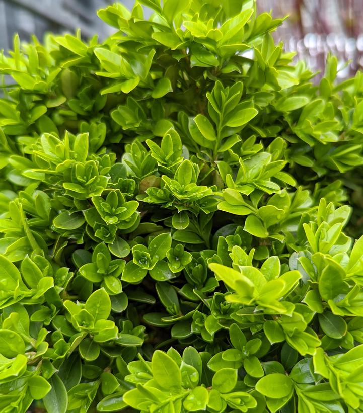 Buxus microphylla 'Tide Hill' Tide Hill Boxwood from Prides Corner Farms