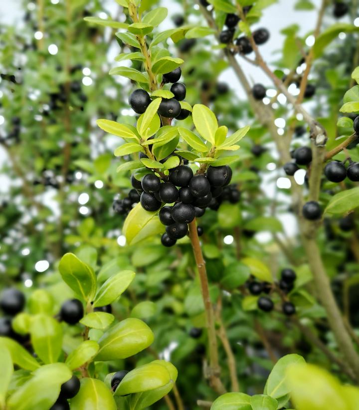 Ilex crenata 'Chesapeake'