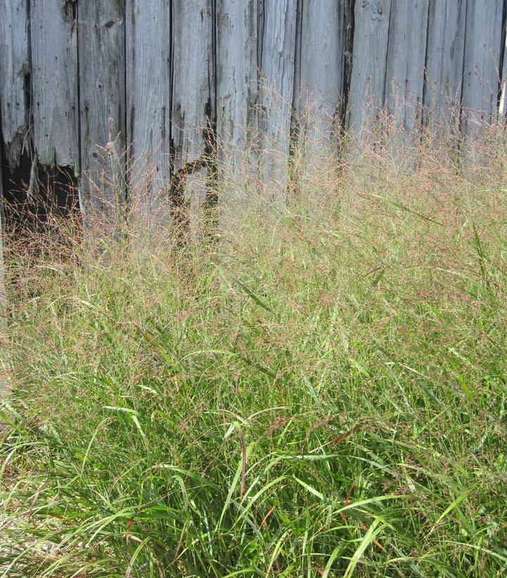 Panicum virgatum 