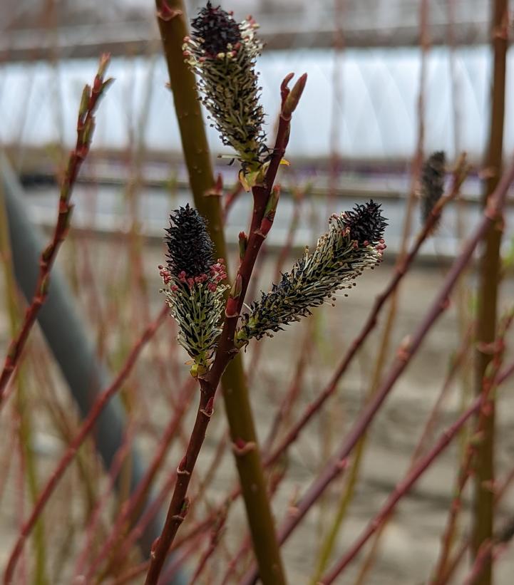 Salix gracilistyla 'Melanostachys'