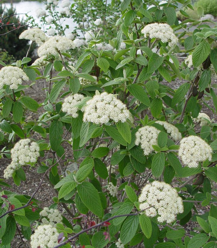 Viburnum x 'Pragense'
