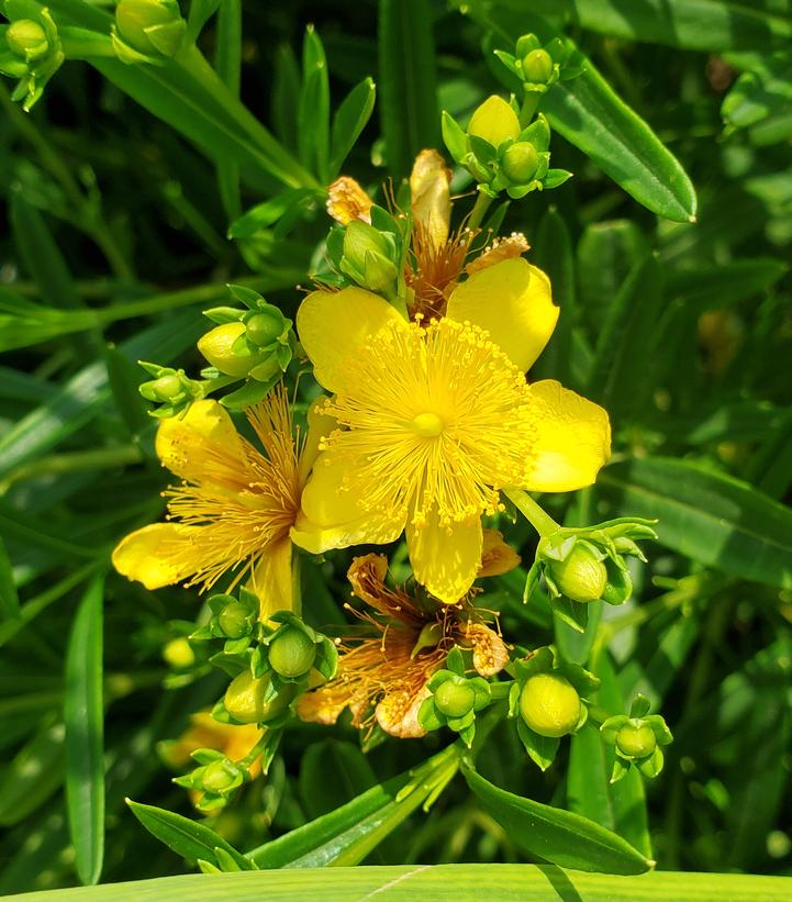 Hypericum kalmianum Gemo Gemo St. John's Wort from Prides Corner Farms