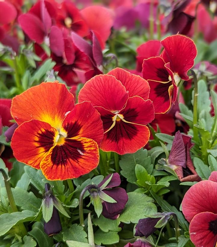 Viola cornuta Penny™ Penny™ 'Red Blotch'