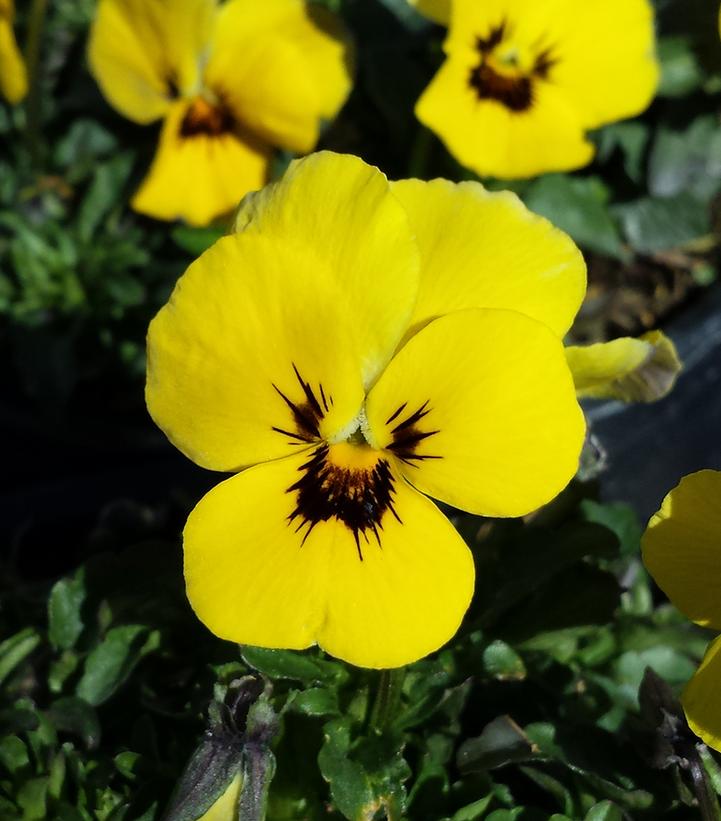 Viola cornuta Penny™ 'Yellow Blotch'