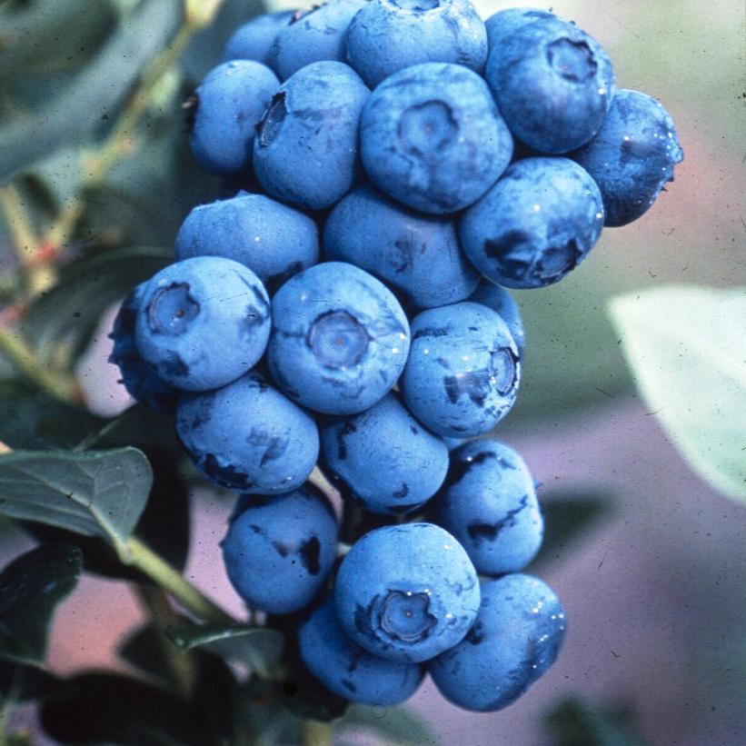 Vaccinium corymbosum 'Duke'