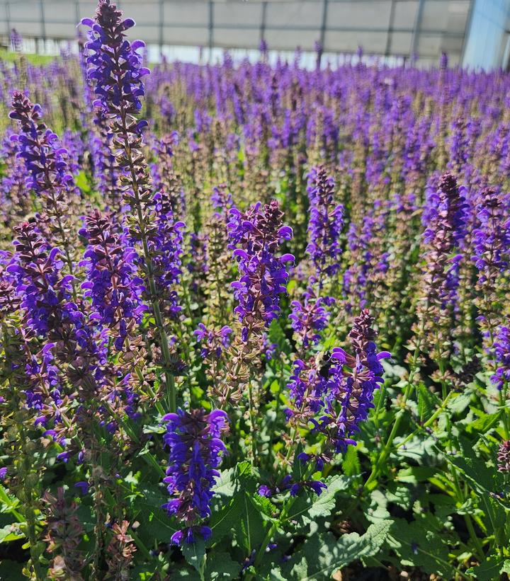 Salvia nemerosa Sallyrosa™ 'April Night'
