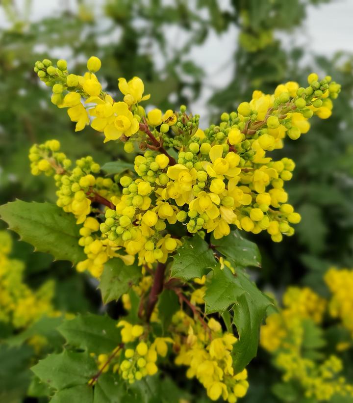 Mahonia aquifolium 