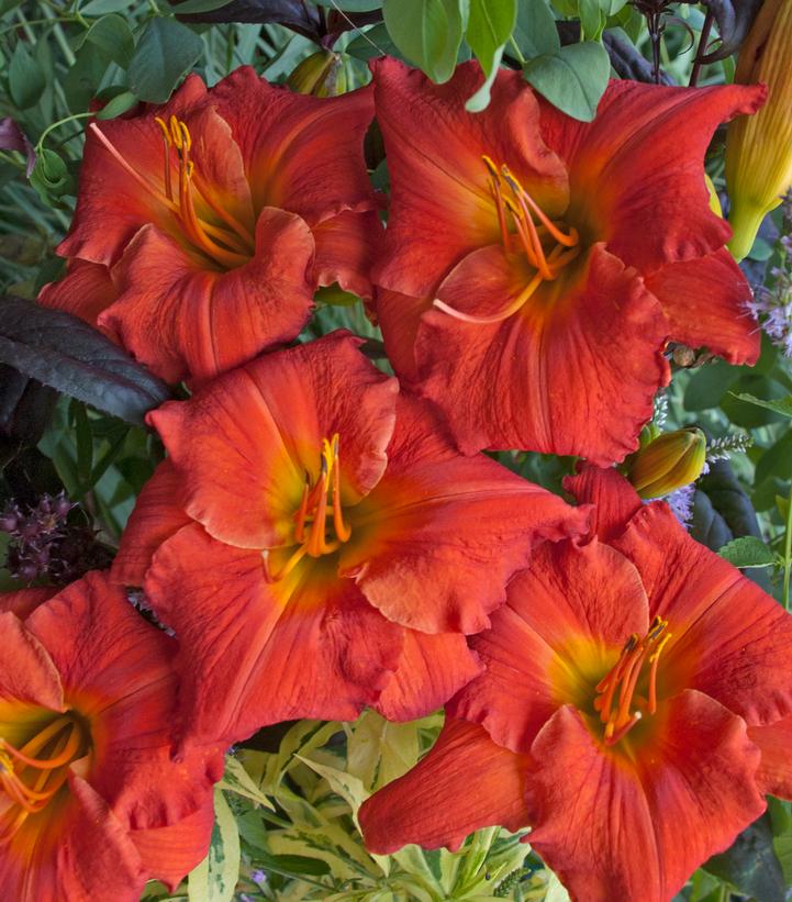 Hemerocallis 'Desert Flame'