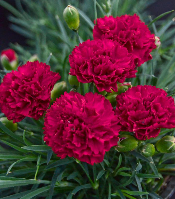 Dianthus hybrid Fruit Punch® Fruit Punch® Cranberry Cocktail