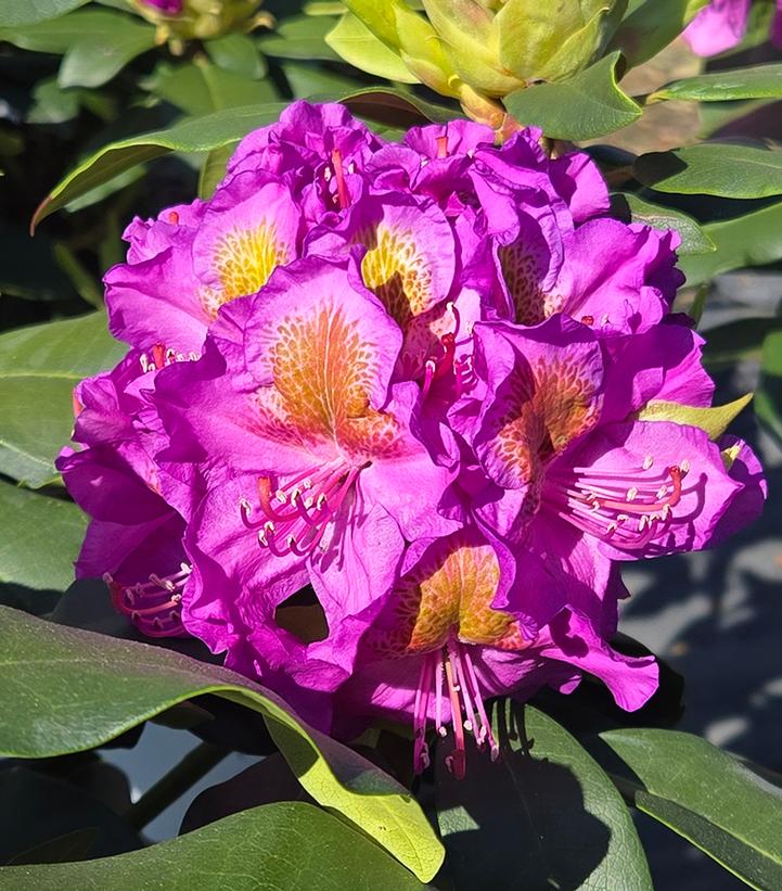Rhododendron x Dandy Man® Purple