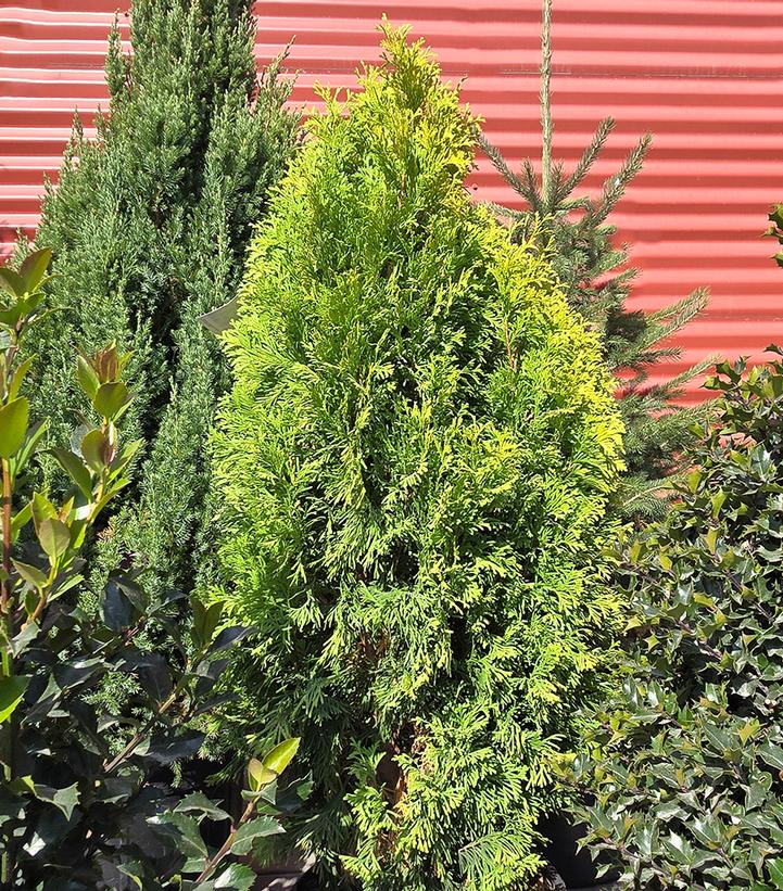 Thuja occidentalis 'Amber Gold'