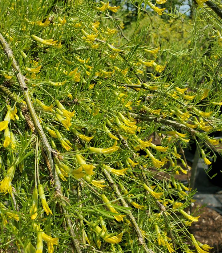 Caragana arborescens 'Walker'