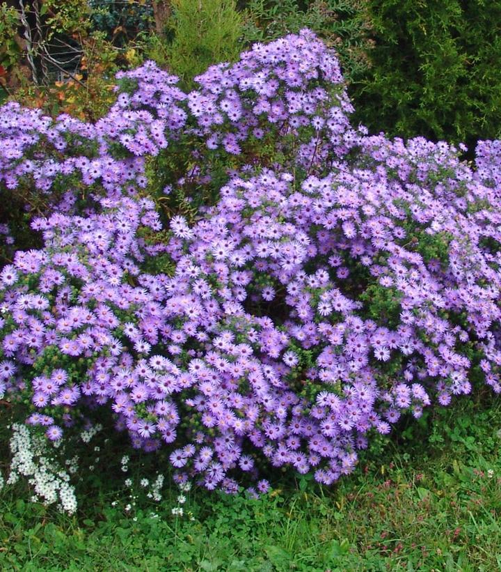 Aster oblongifolium 'Raydon's Favorite'
