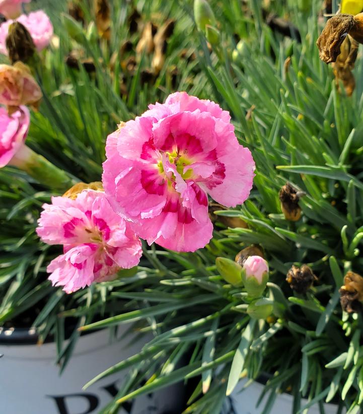 Dianthus x Fruit Punch® Sweetie Pie