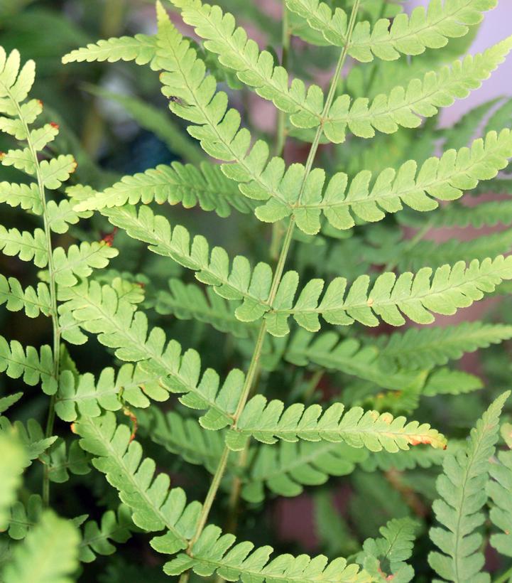 Dryopteris marginalis 
