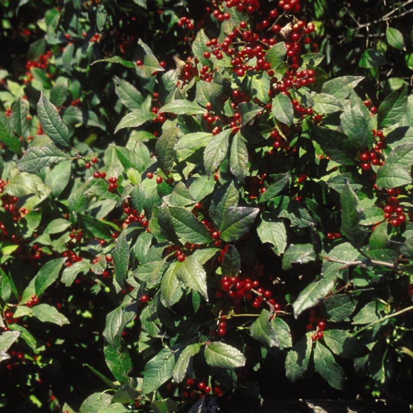 Ilex verticillata 'Sparkleberry'