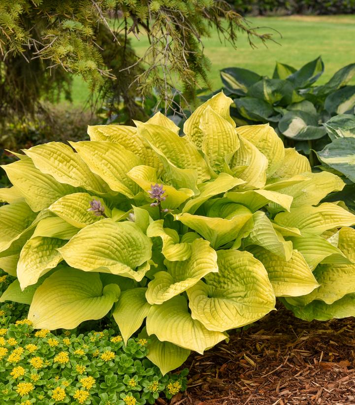 Hosta hybrid Shadowland® Shadowland® 'Coast to Coast'