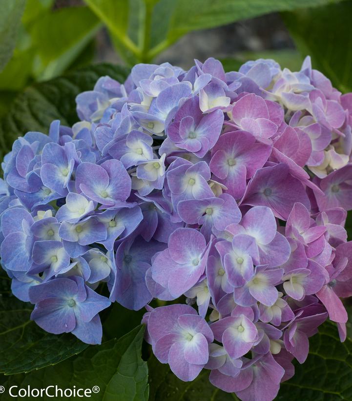 Hydrangea macrophylla Let's Dance® Let's Dance® Blue Jangles®