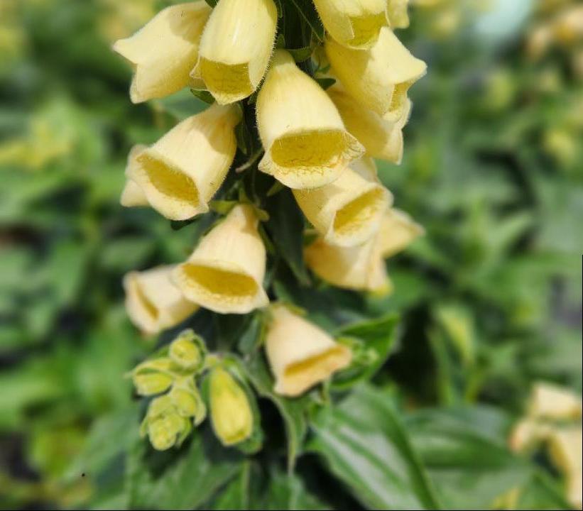 Digitalis grandiflora 'Carillon'