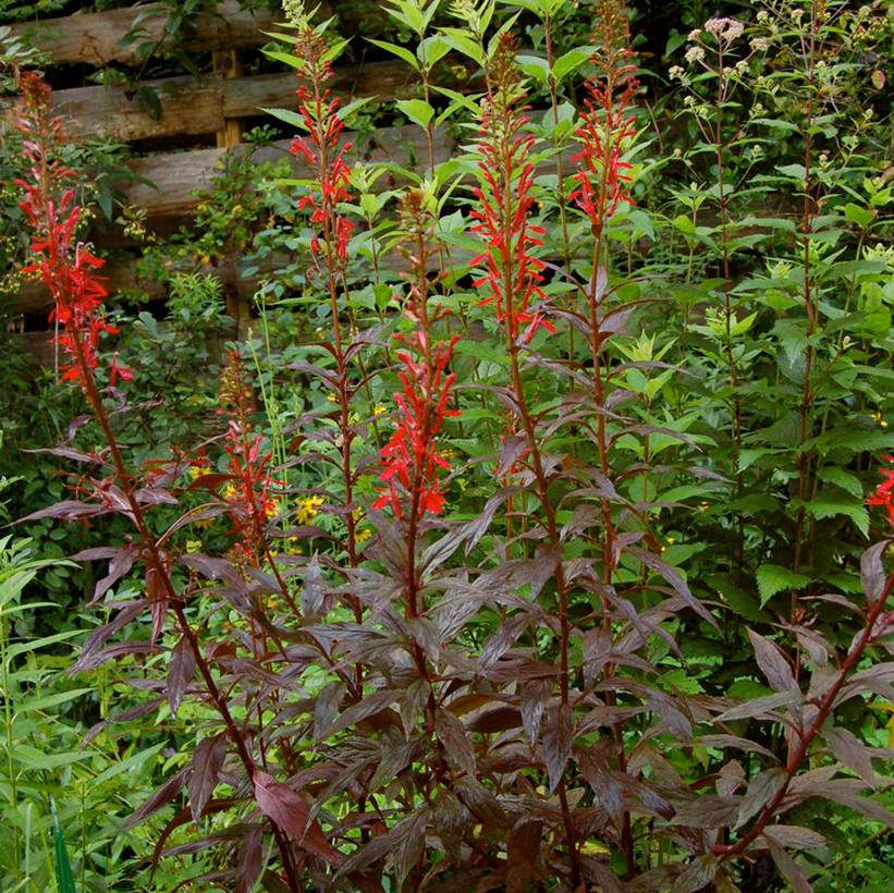 Lobelia cardinalis 'Black Truffle'