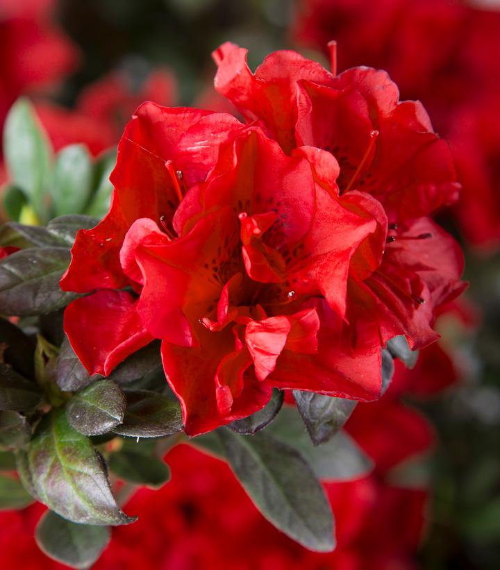Azalea x Encore® Autumn Fire®