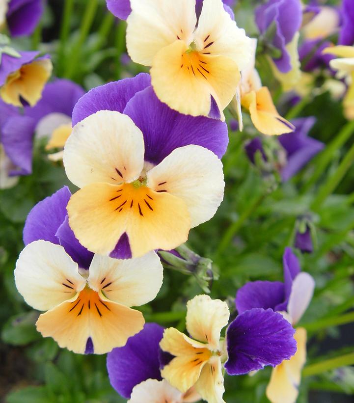 Viola cornuta Penny™ 'Peach Jump Up'