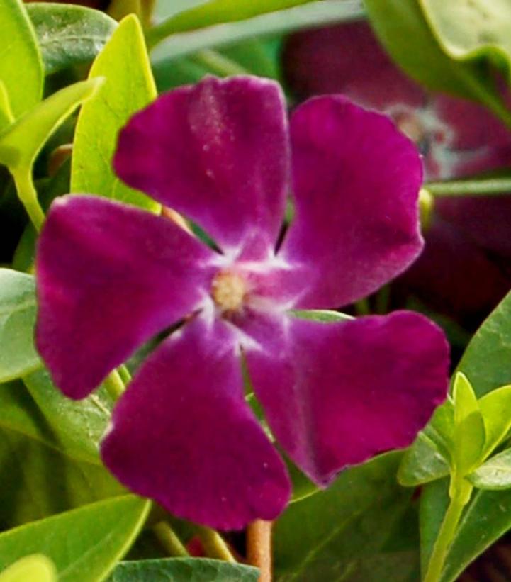 Vinca minor 'Atropurpurea'