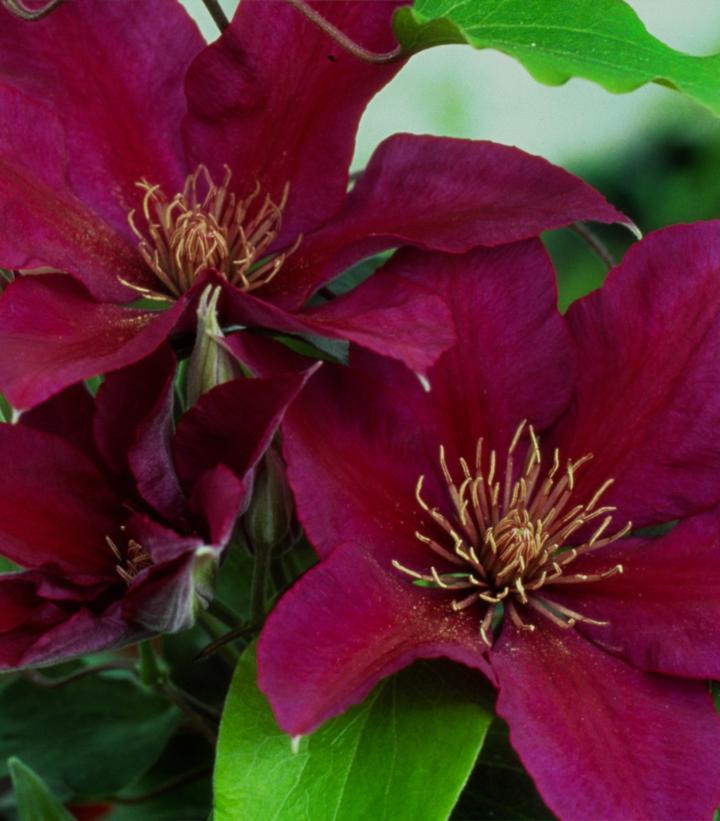 Clematis x Boulevard® Picardy™