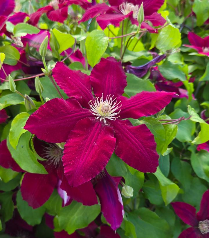 Clematis x Rebecca™