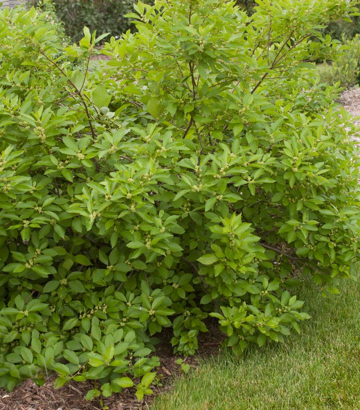 Ilex verticillata 'Southern Gentleman'