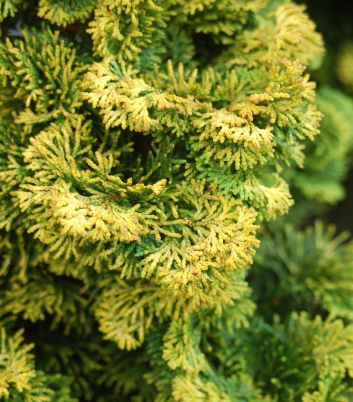 Chamaecyparis obt. Verdoni