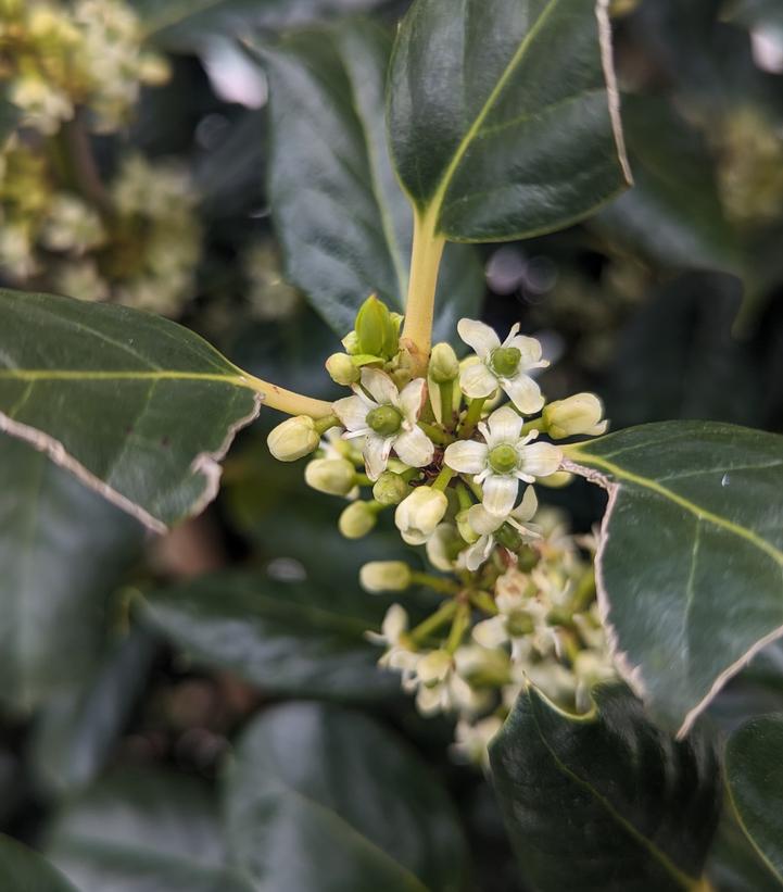 Ilex x 'Nellie Stevens'