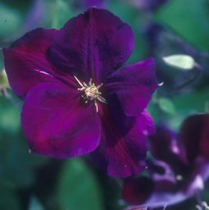 Clematis x 'Jackmanii Superba'