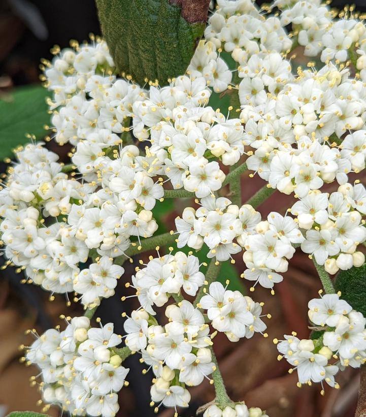 Viburnum x hytidophylloides 'Allegany'
