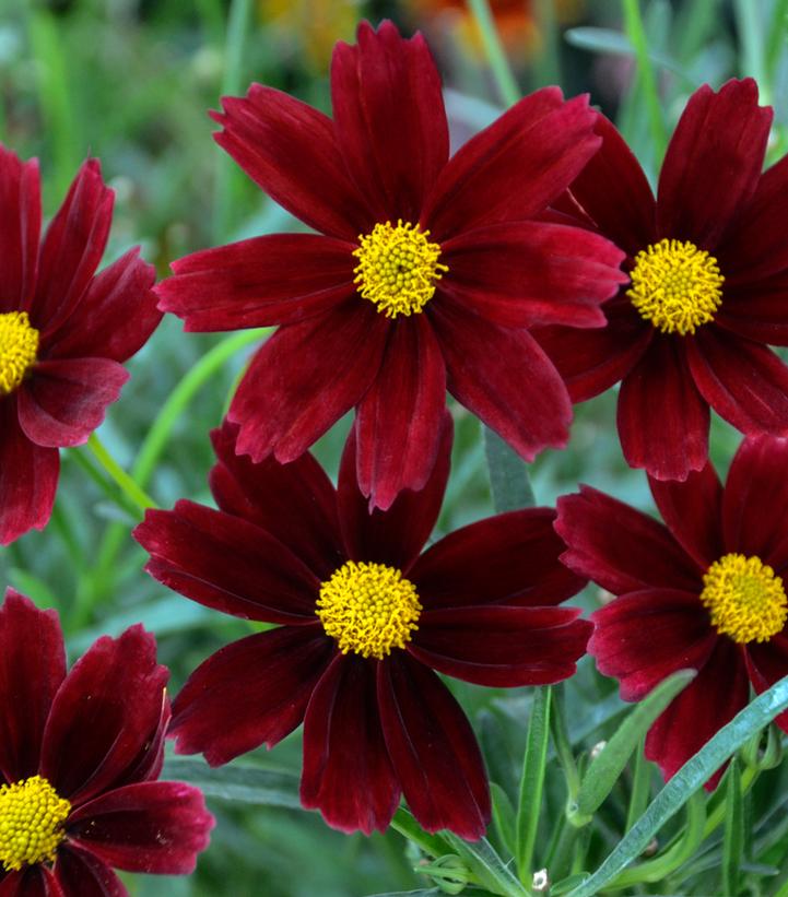 Coreopsis x Li'l Bang™ 'Red Elf'