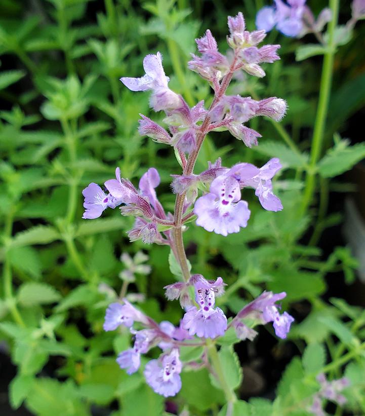 Nepeta x faassenii Junior Walker™ Junior Walker™ Catmint from Prides Corner  Farms