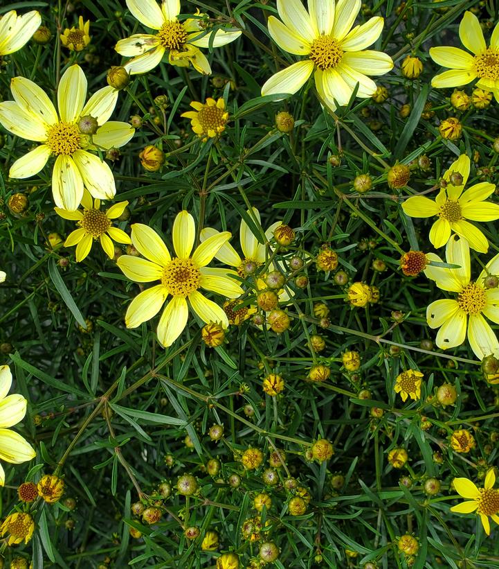 Coreopsis verticillata 'Moonbeam'