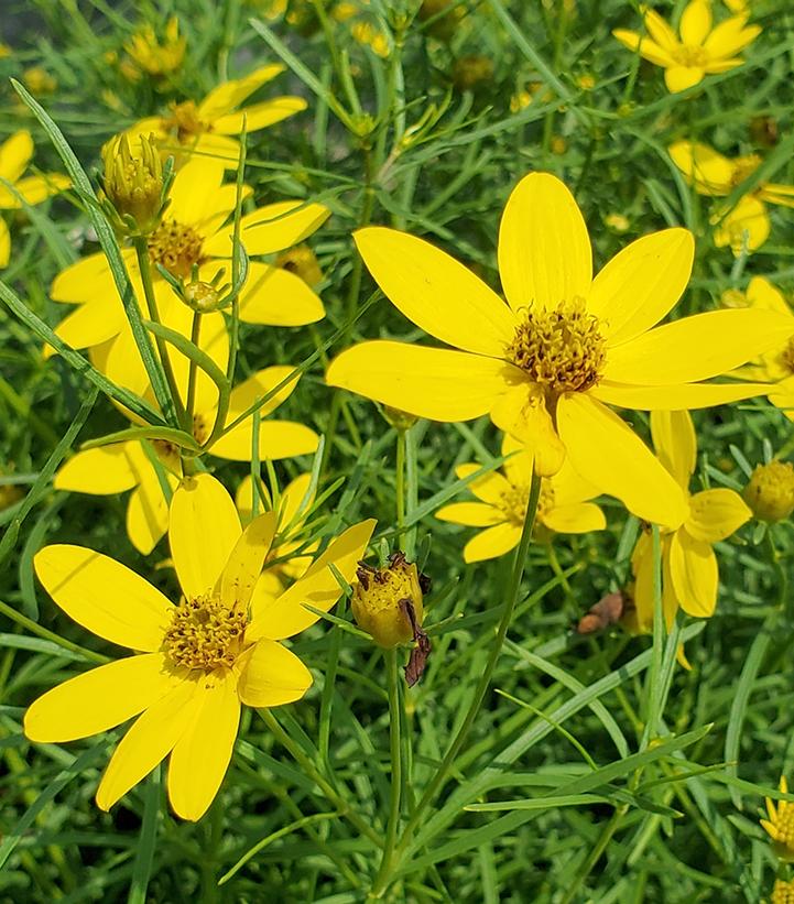 Coreopsis verticillata 'Zagreb'