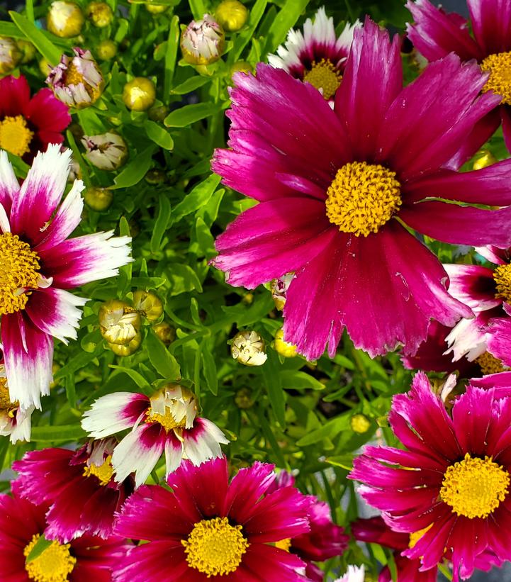 Coreopsis x Li'l Bang™ 'Starstruck'