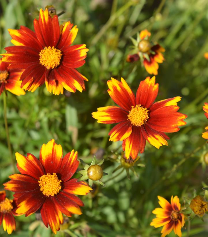 Coreopsis x Lil' Bang™ 'Sun Splash'