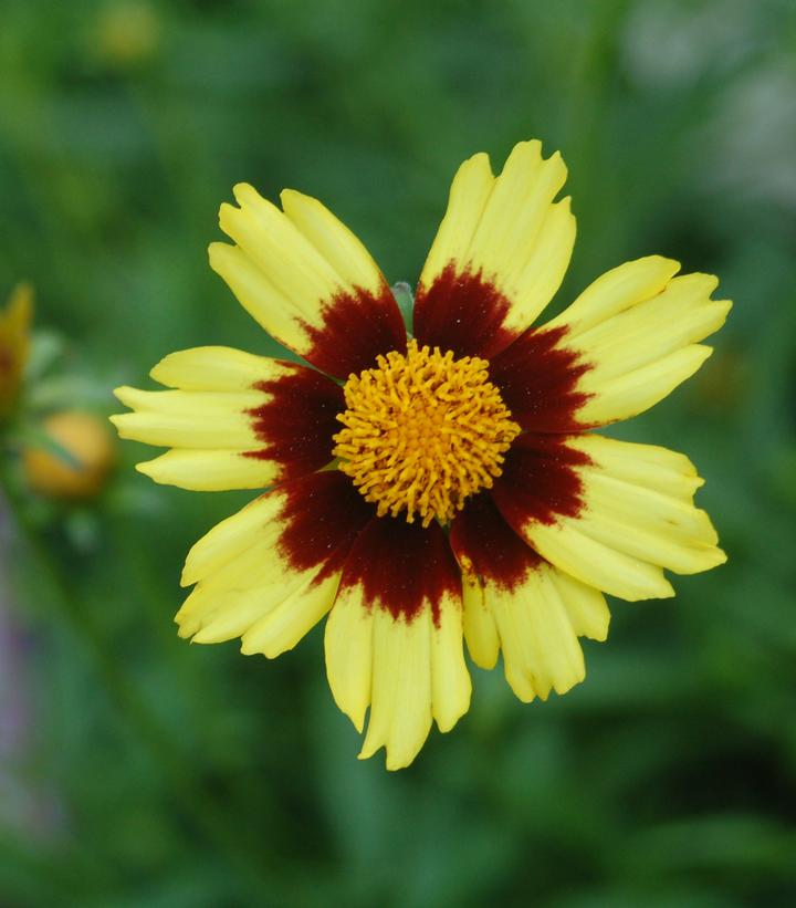 Coreopsis x Big Bang™ 'Cosmic Eye'